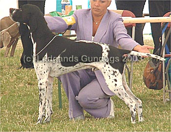 Limit Dog